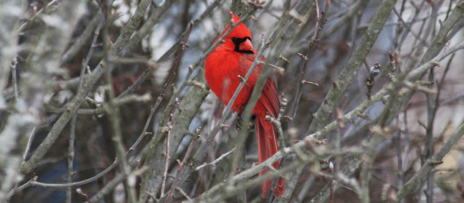 Cardinal
